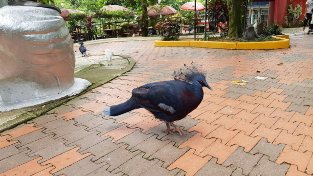7KL BirdPark0028