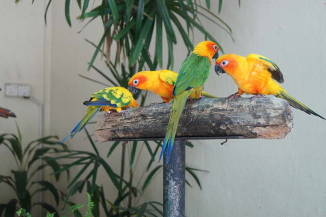 BirdPark0097