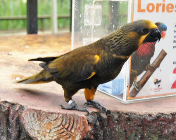 BirdPark0117