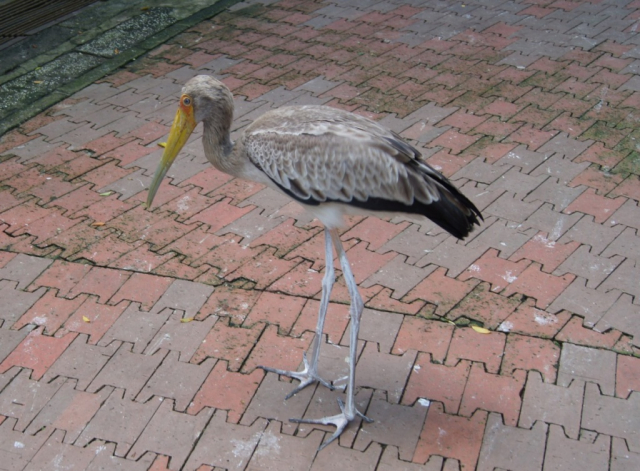 BirdPark0192