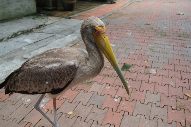 BirdPark0193