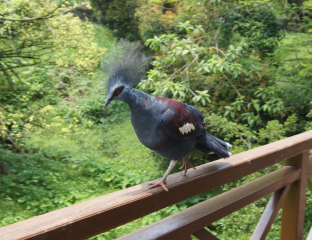 BirdPark0199