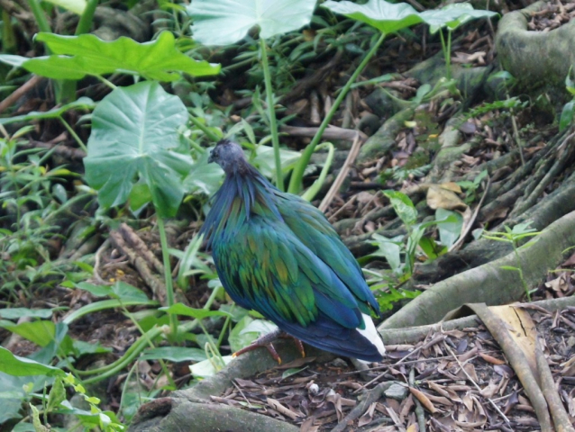 BirdPark0205