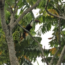 Tukan Tukan
