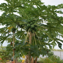Papaja Papaja