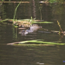 Aligator Aligator