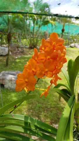 2Borneo-Orchid0010