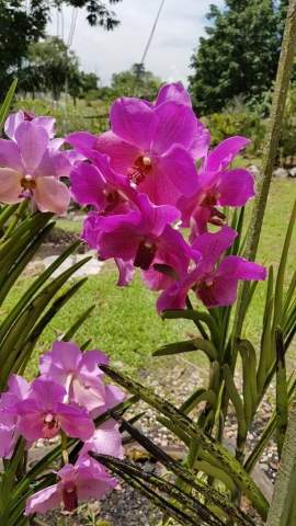 2Borneo-Orchid0017