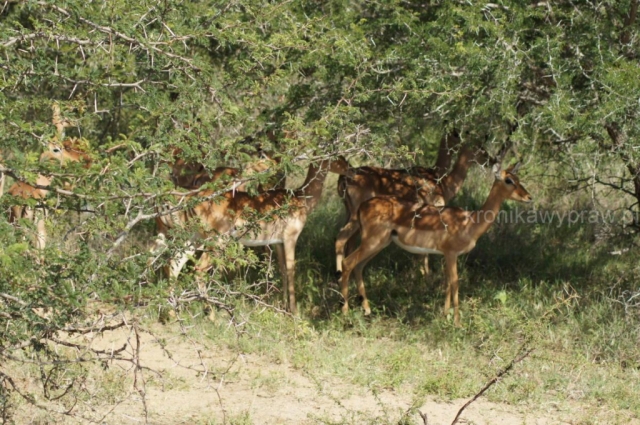 D05_Park_Krugera0160a