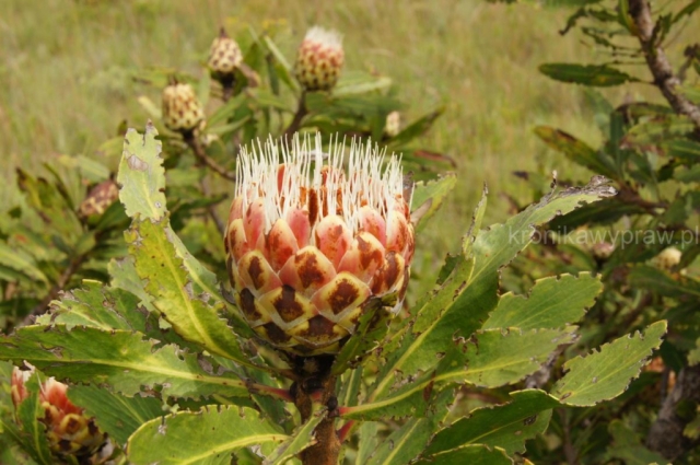 D06_Panorama_Route0160b